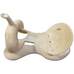 Barrel/Pleasure Saddle Tree 17"